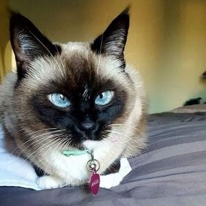 Meet your Posher, Hana